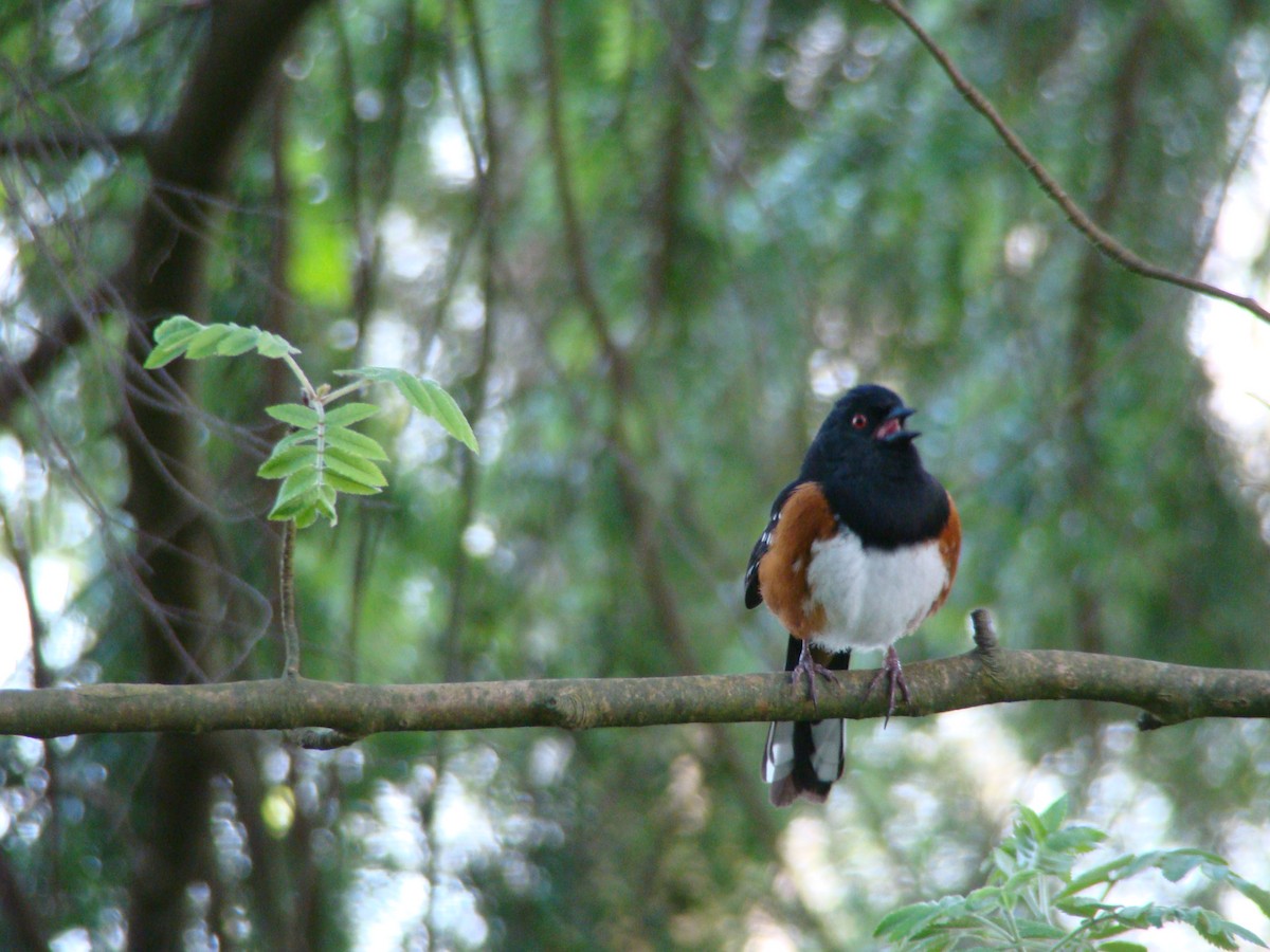 Spotted Towhee - ML97357251