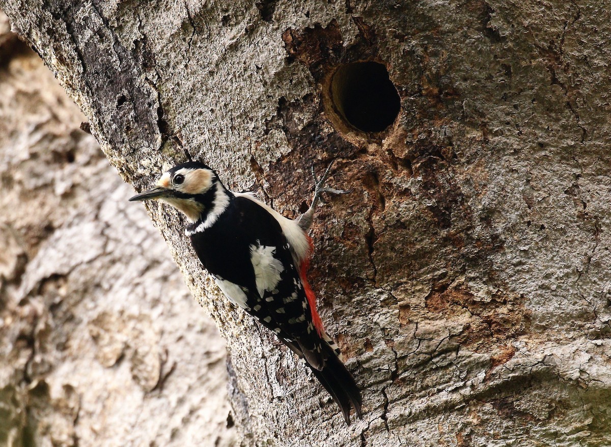 Great Spotted Woodpecker - ML97357481
