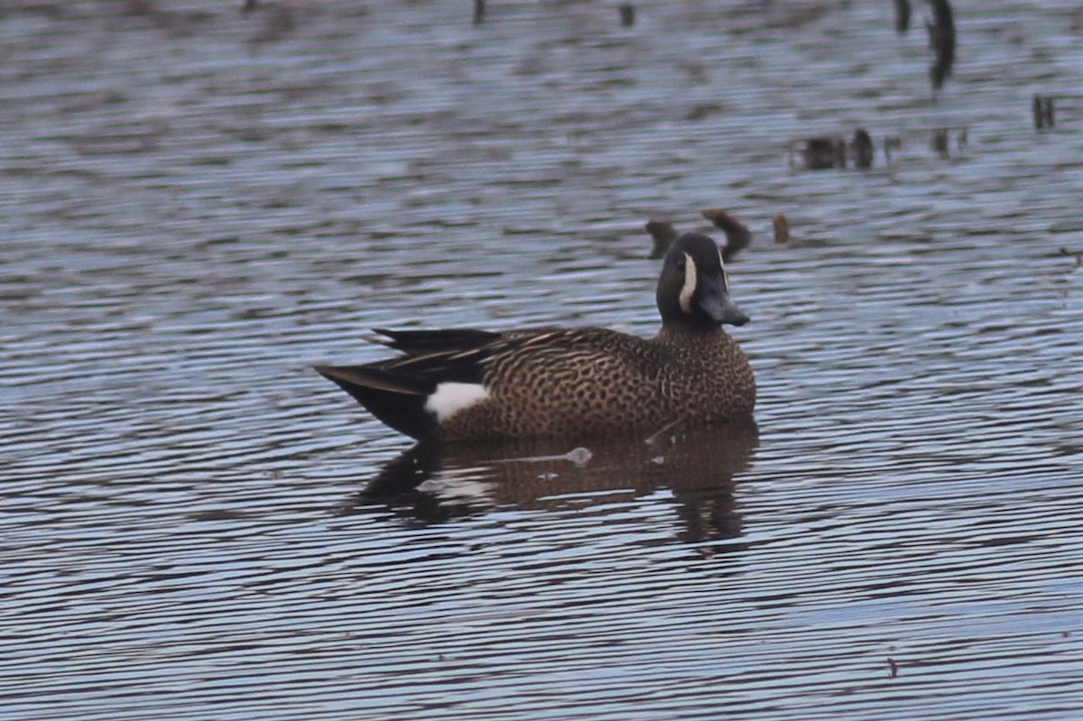 Blue-winged Teal - Dick Plambeck