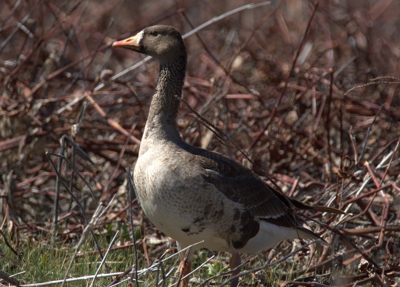 Greater White-fronted Goose - Levi Plummer