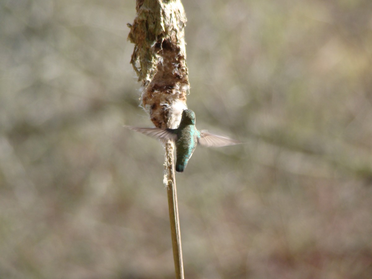 Anna's Hummingbird - ML97359271