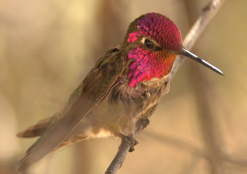 Anna's Hummingbird - Levi Plummer