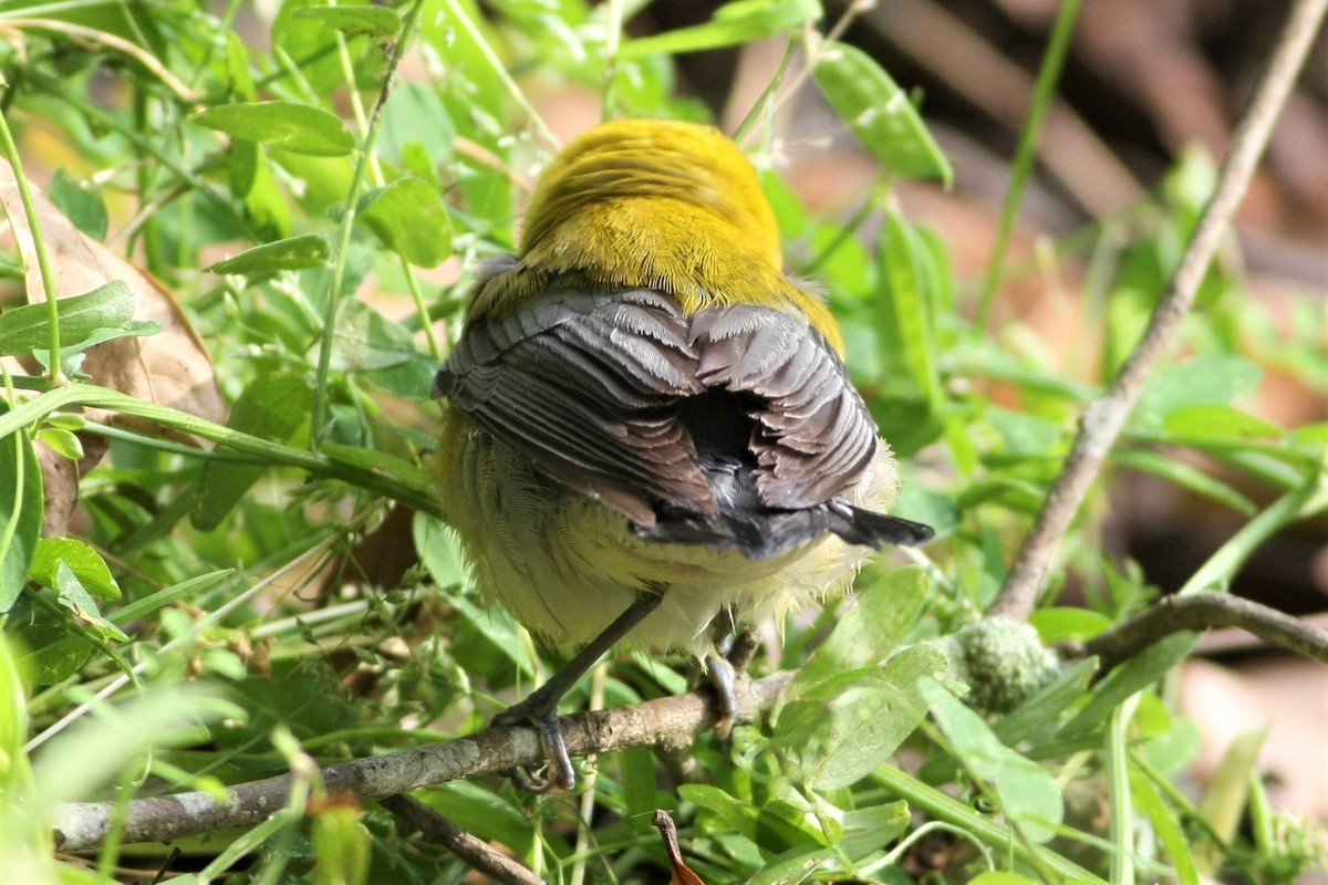 Prothonotary Warbler - Wyatt Egelhoff