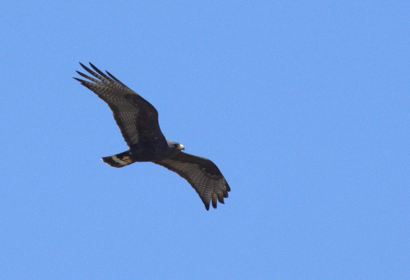 Zone-tailed Hawk - Levi Plummer