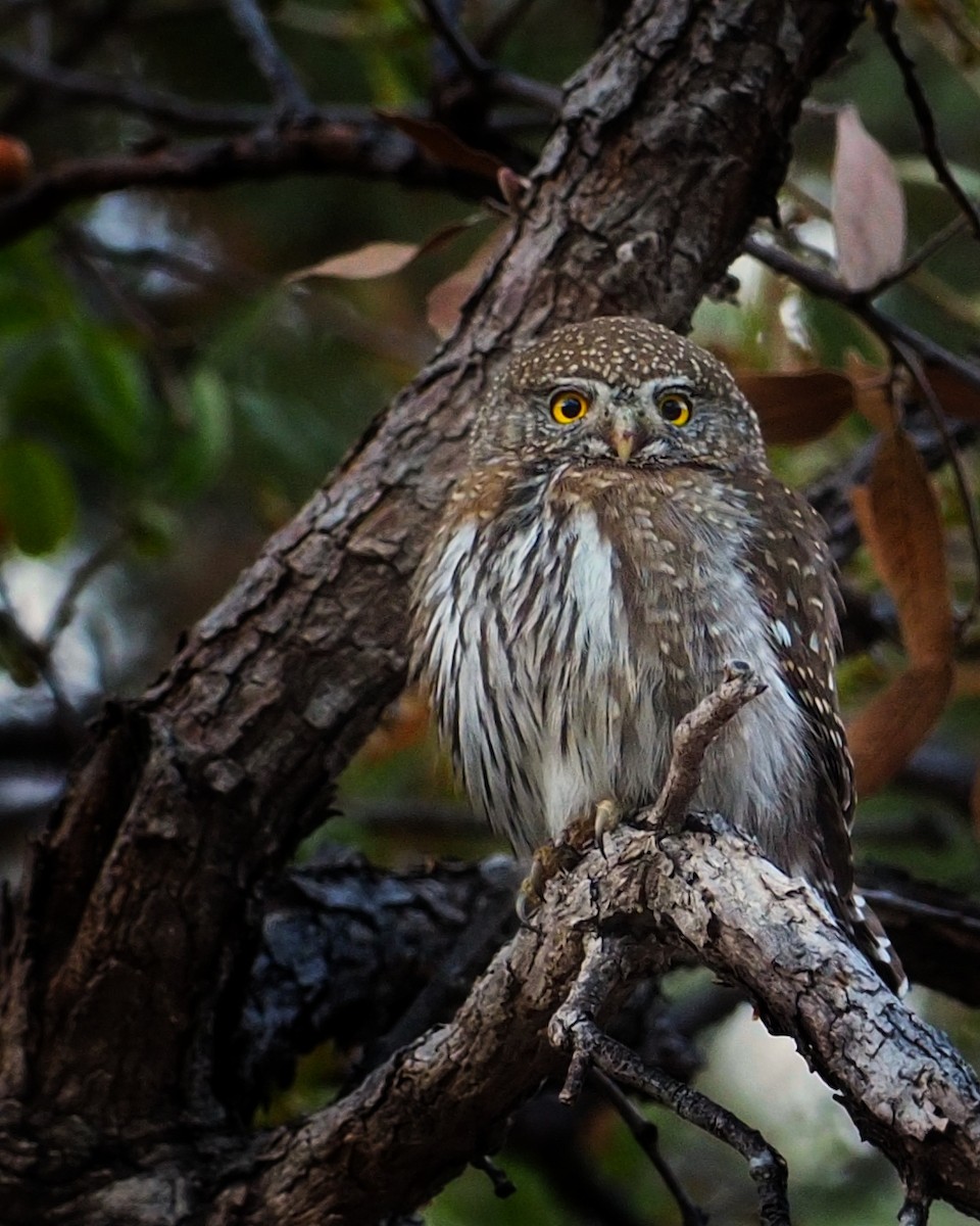 Northern Pygmy-Owl - Tony Gentilcore