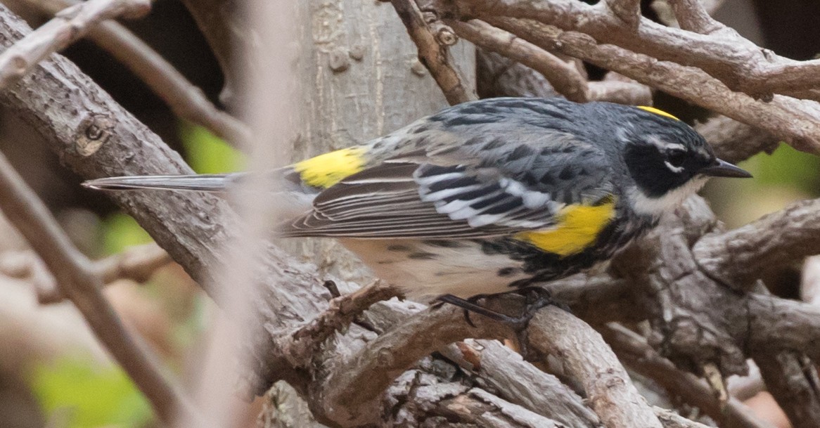 Yellow-rumped Warbler (Myrtle) - ML97364451