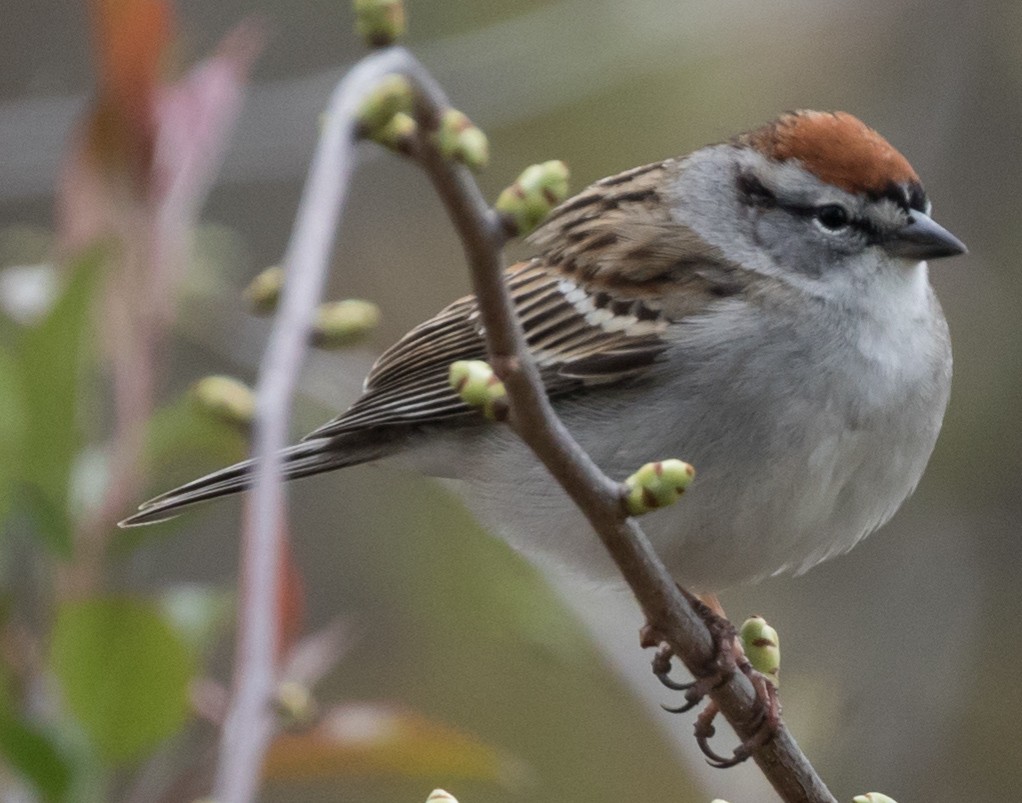 Chipping Sparrow - ML97364541