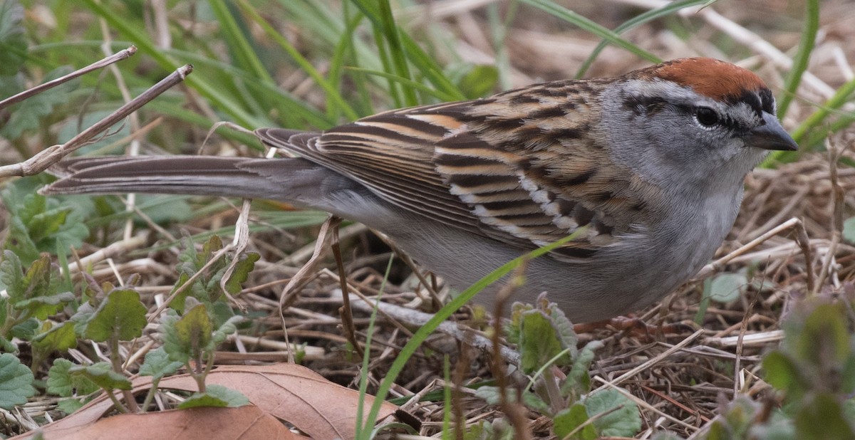 Chipping Sparrow - Michael Kieron