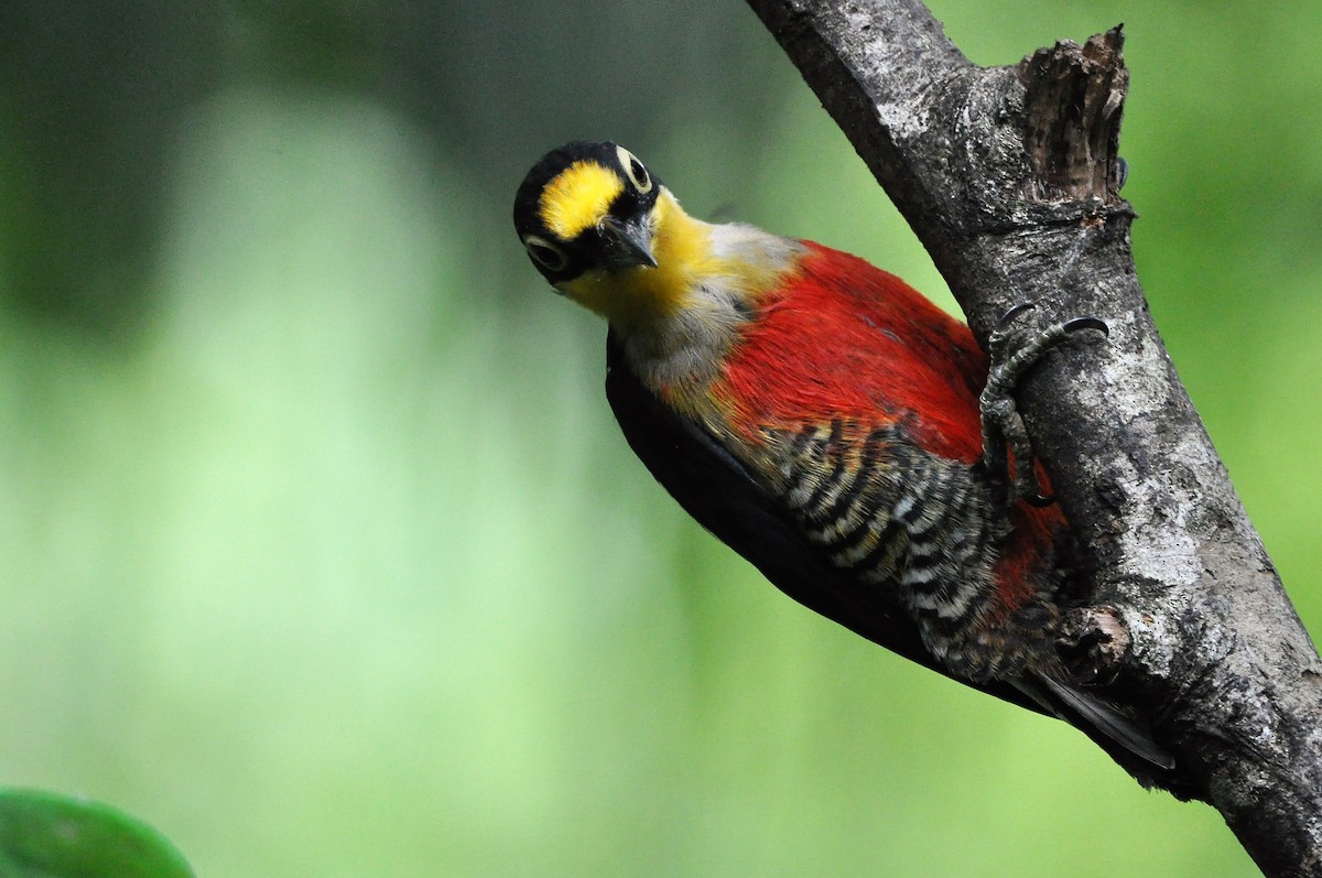 Yellow-fronted Woodpecker - ML97368991