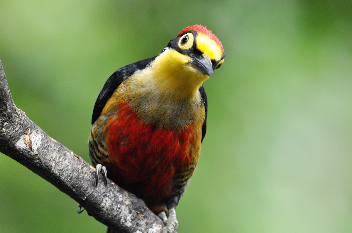 Yellow-fronted Woodpecker - Edvaldo R. Nuvolari
