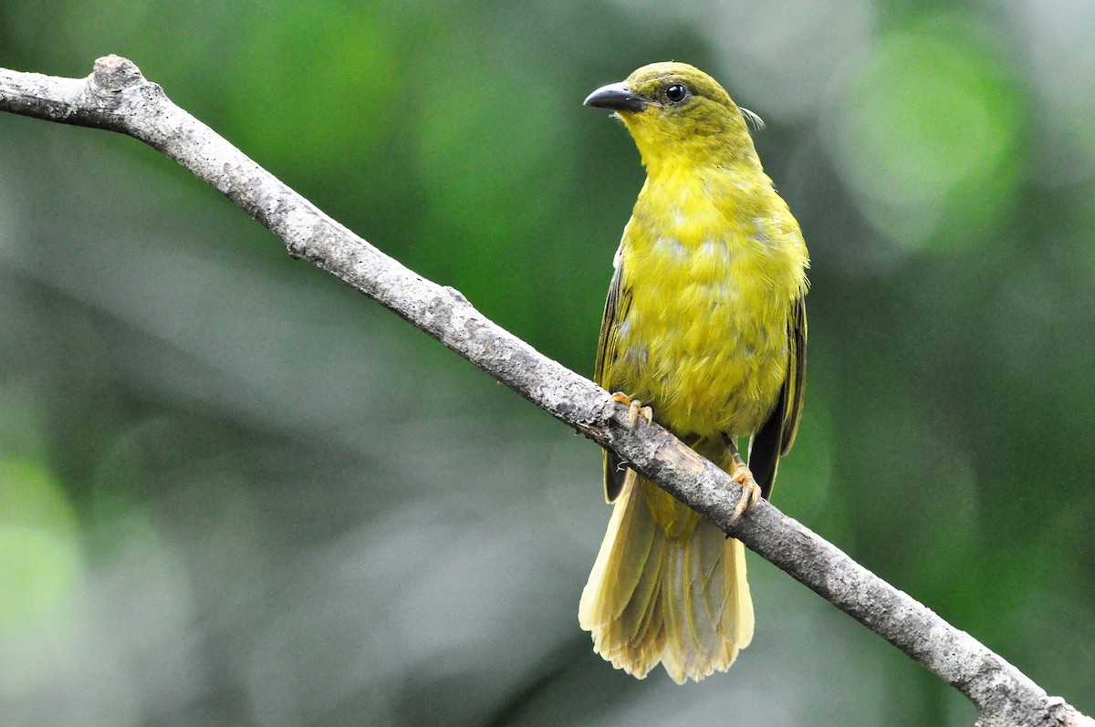 Olive-green Tanager - ML97370361