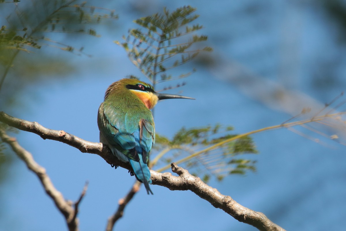 Blue-tailed Bee-eater - ML97370581
