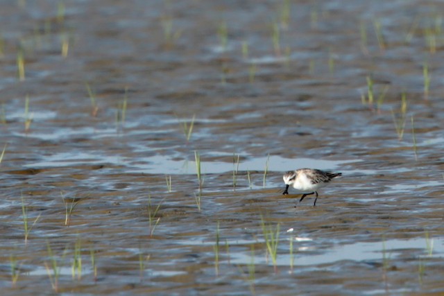 Nonbreeding habitat; Bago, Myanmar. - Spoon-billed Sandpiper - 