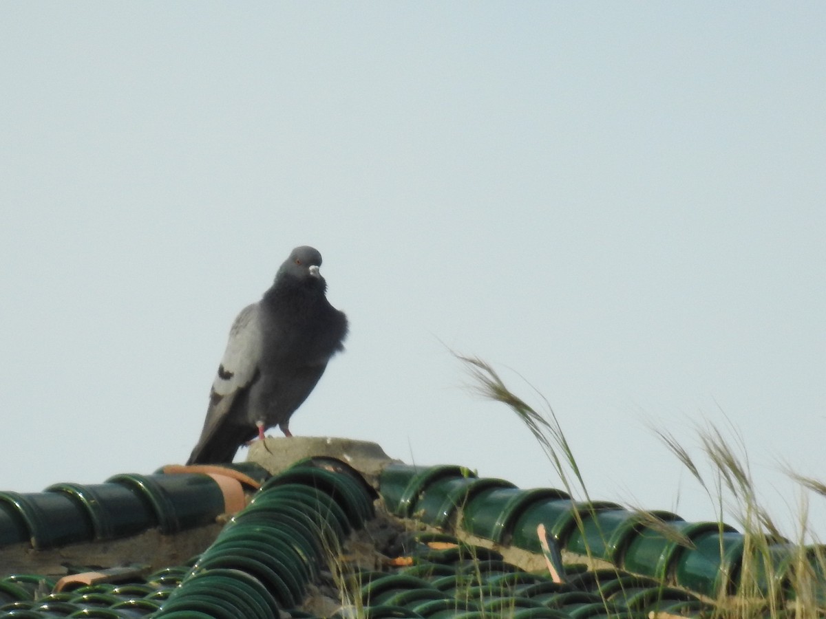 Rock Pigeon (Feral Pigeon) - ML97372651