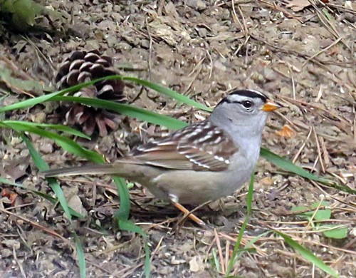 White-crowned Sparrow - ML97374981
