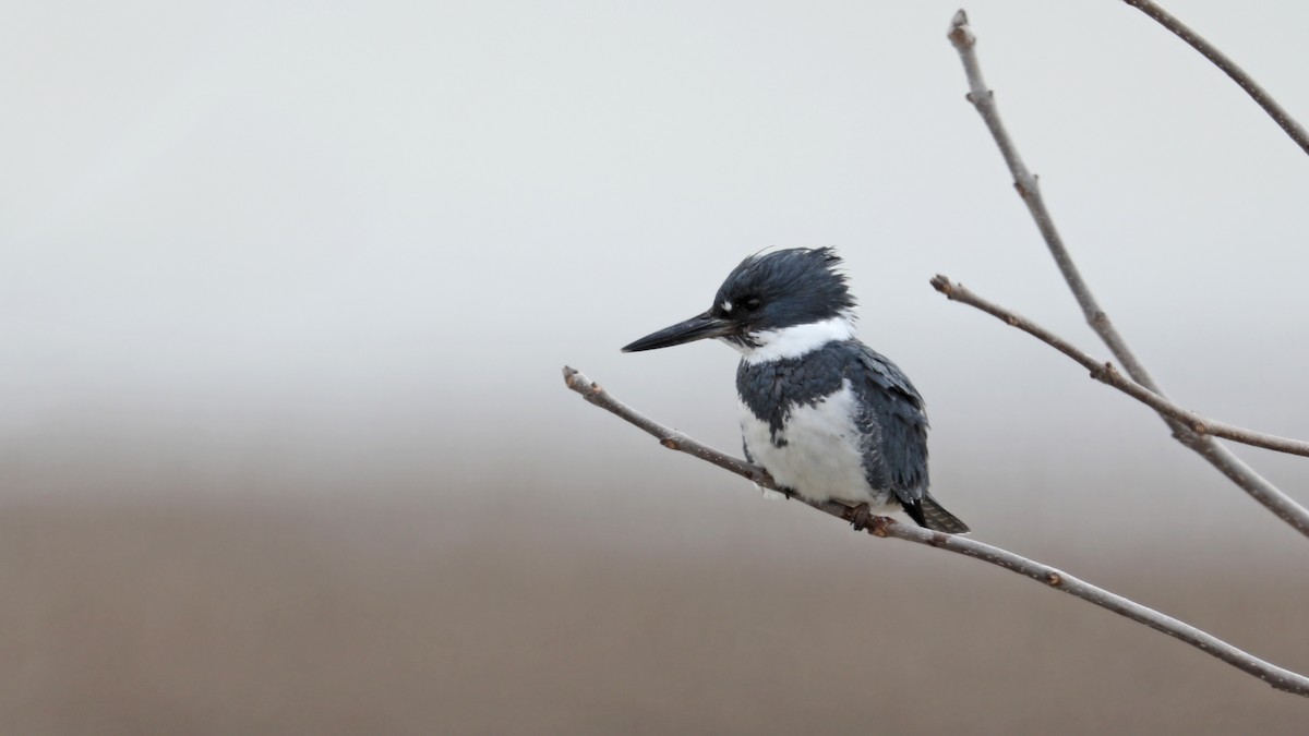 Belted Kingfisher - ML97379061