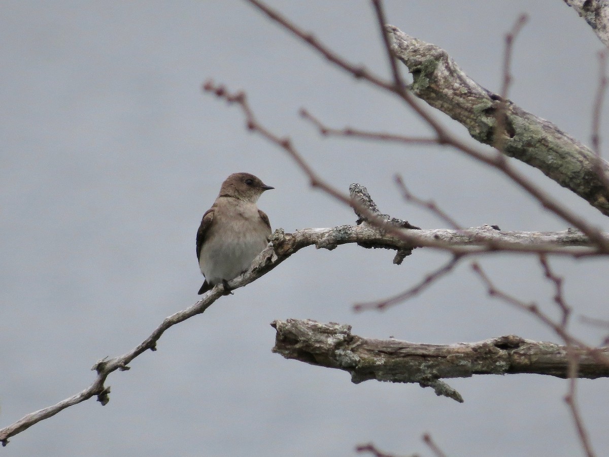 Northern Rough-winged Swallow - Marjorie Watson