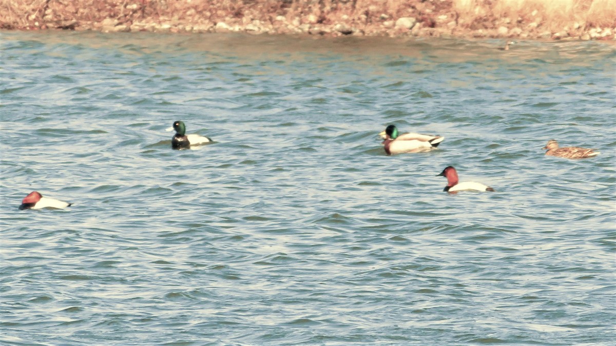 Greater Scaup - ML97383831