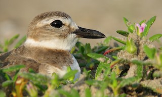  - Wilson's Plover