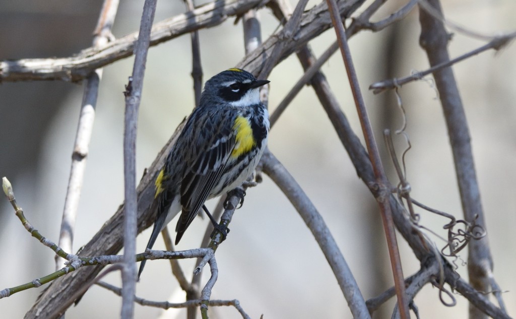 Yellow-rumped Warbler - Dinu Bandyopadhyay