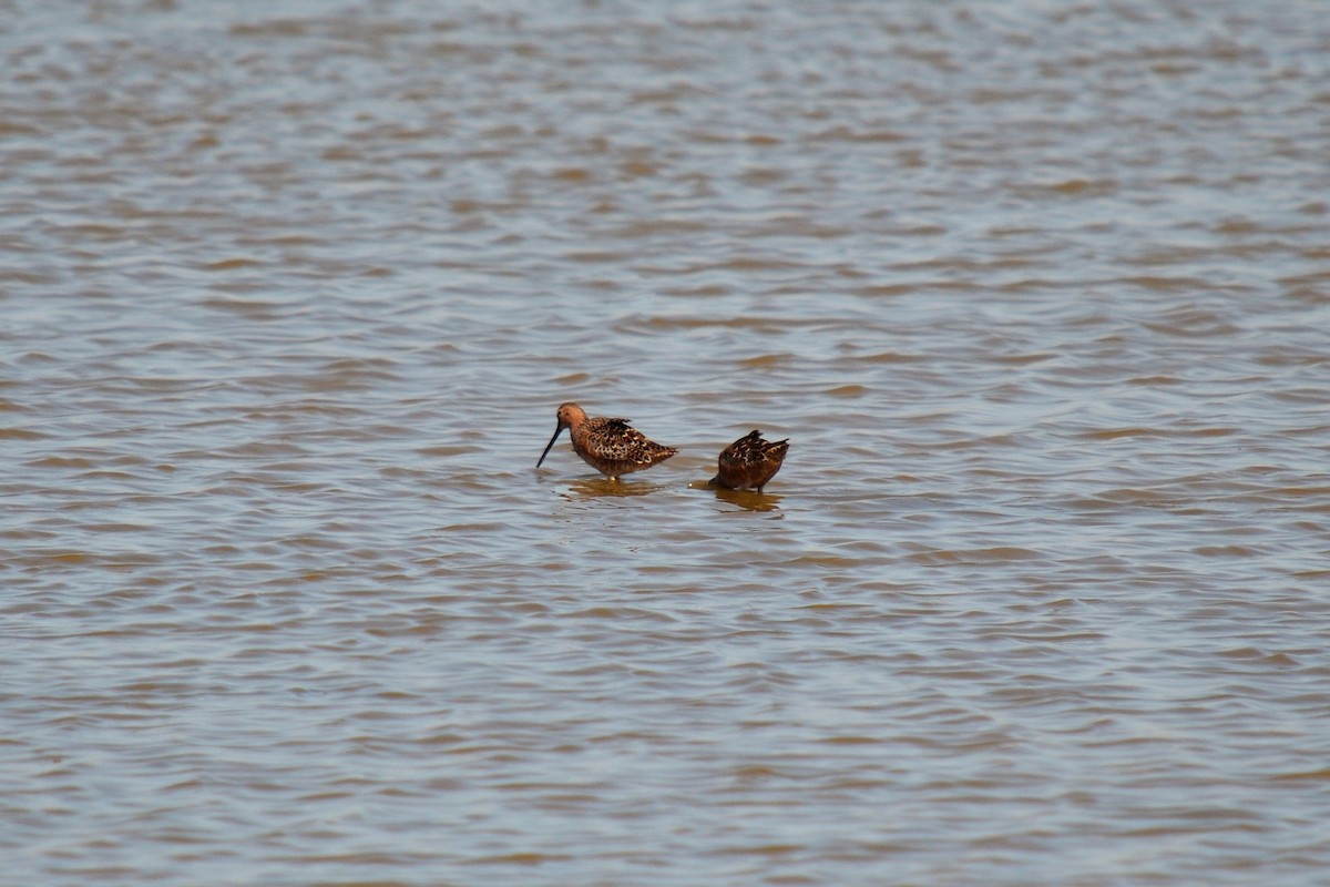 Long-billed Dowitcher - ML97386201