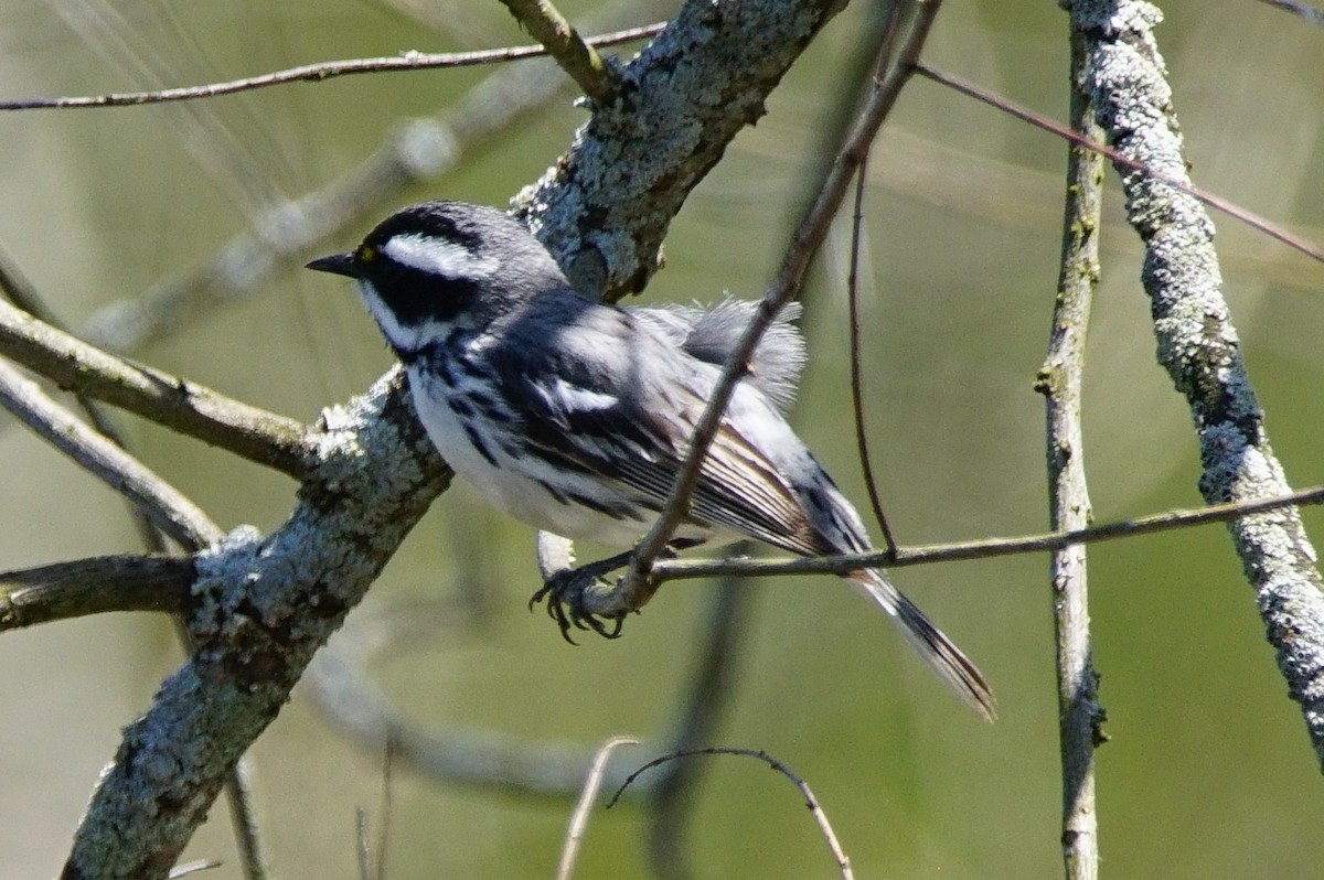 Black-throated Gray Warbler - ML97386521