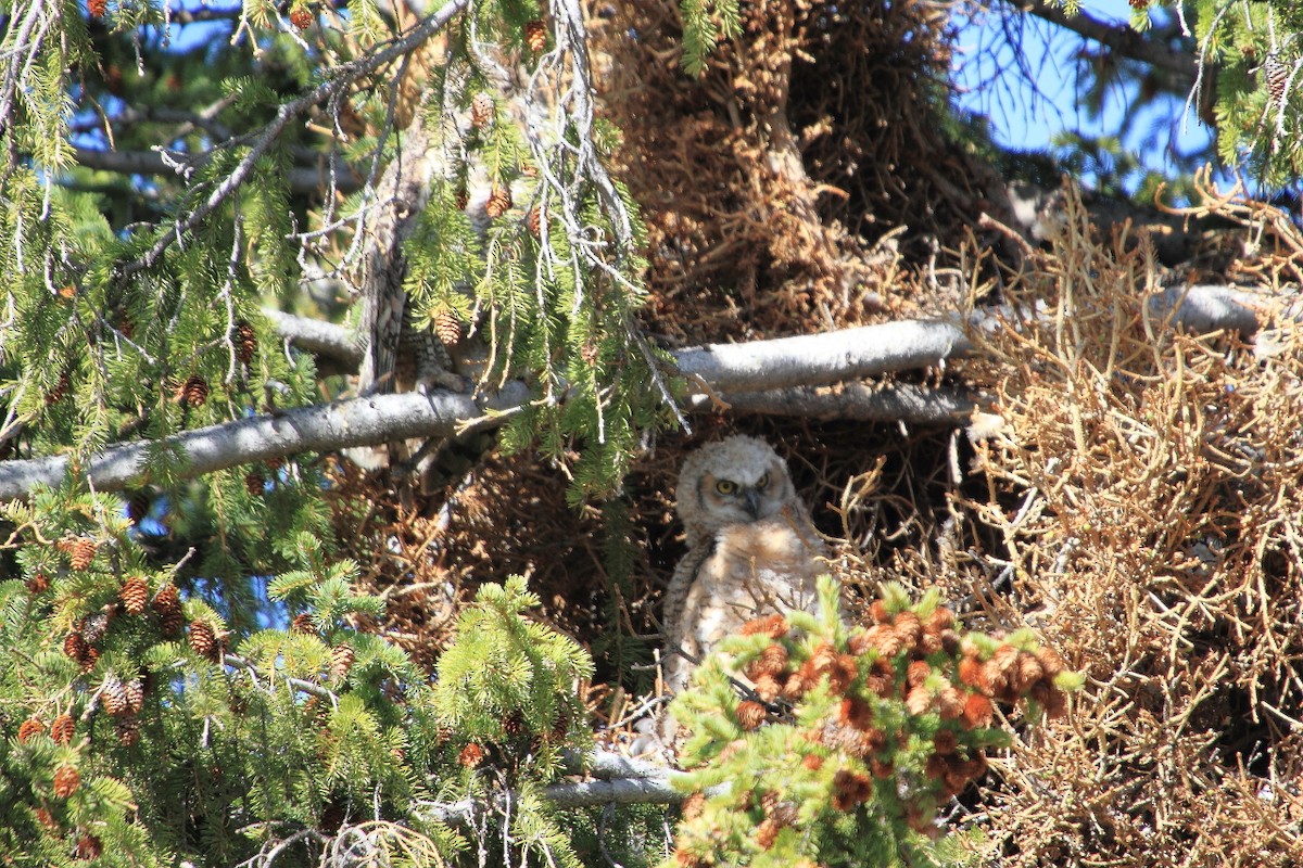 Great Horned Owl - ML97391861