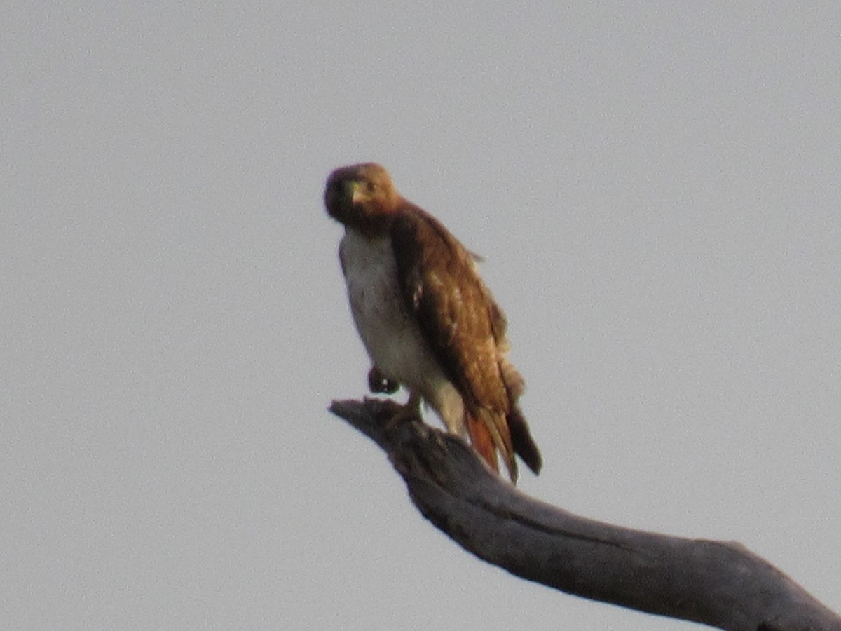Red-tailed Hawk - ML97392131