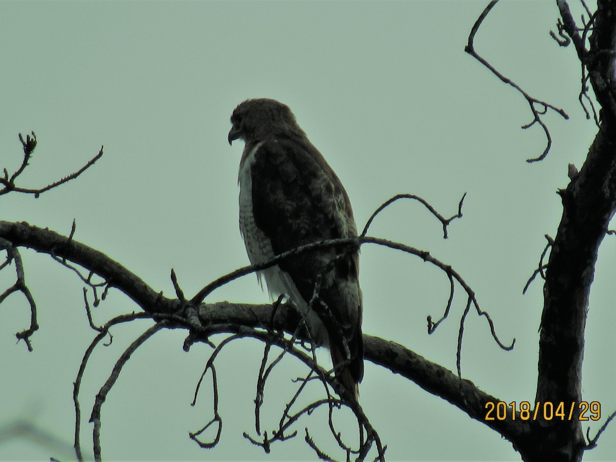 Red-tailed Hawk - ML97392361