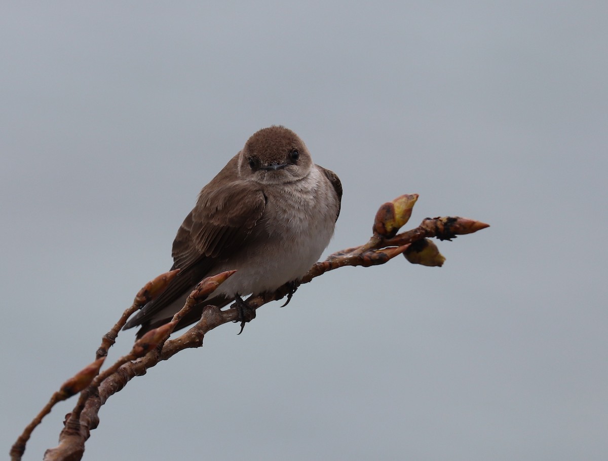 Northern Rough-winged Swallow - ML97392471
