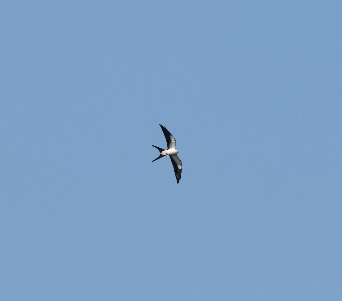 Swallow-tailed Kite - Michael Pasquarello