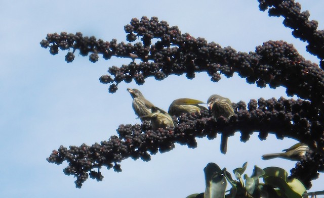 Flock of birds foraging in a tree. - Palmchat - 