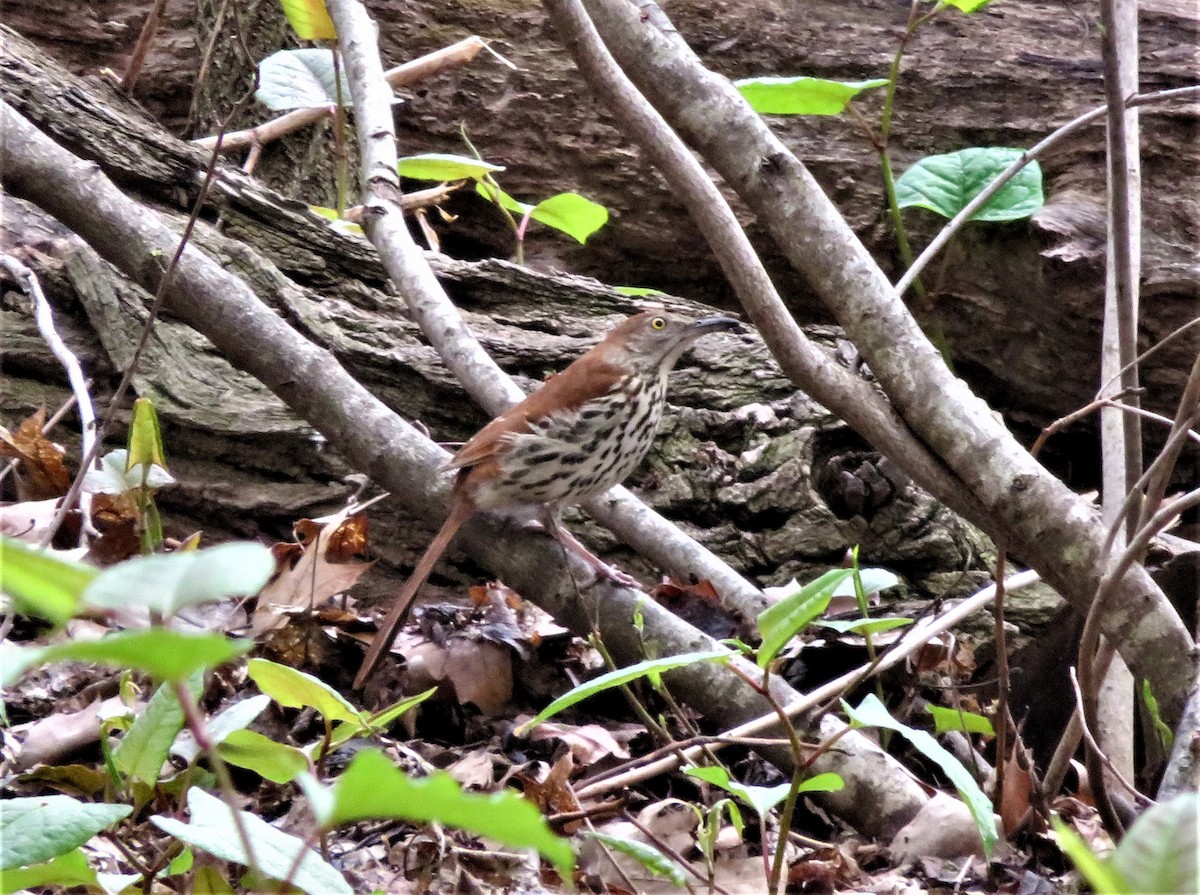 Brown Thrasher - Kevin Topping