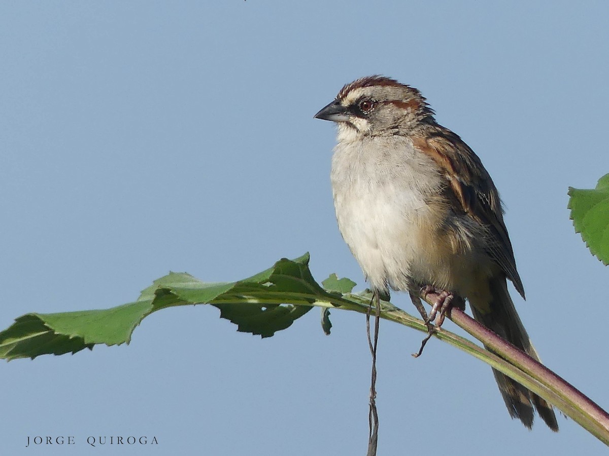 Yungas Sparrow - ML97396781