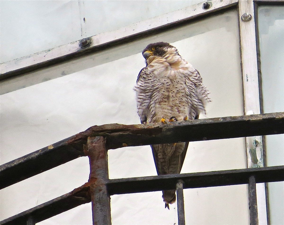 Peregrine Falcon (North American) - Adam Dudley