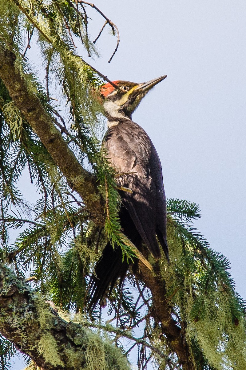 Pileated Woodpecker - Ivan Dubinsky