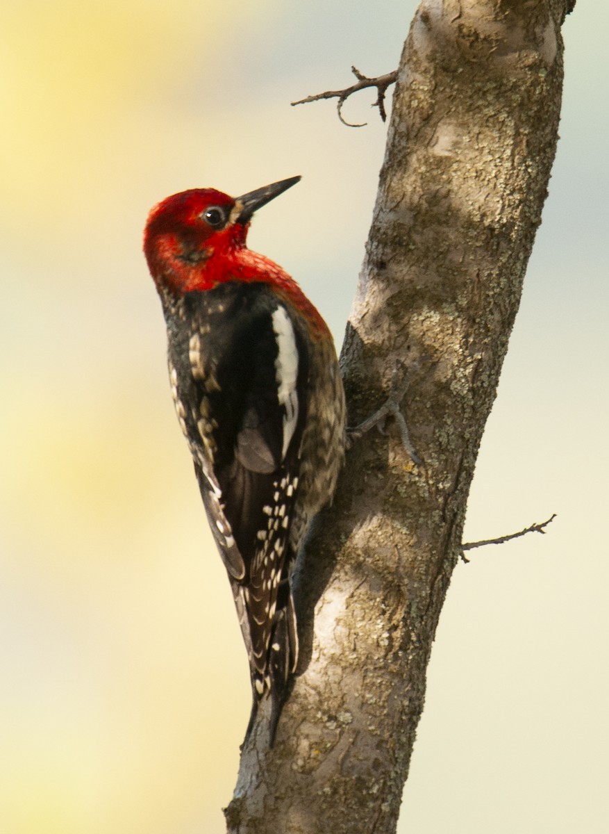 Red-breasted Sapsucker - Ian Routley