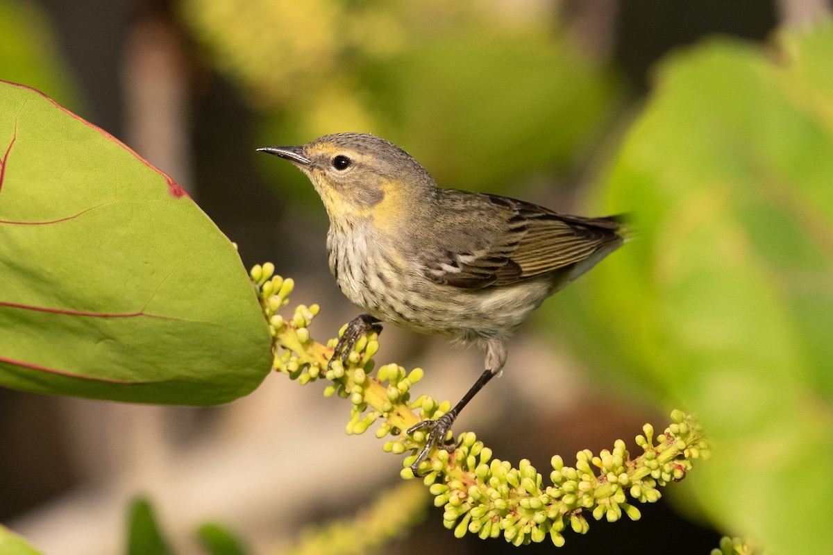 Cape May Warbler - Peter Brannon