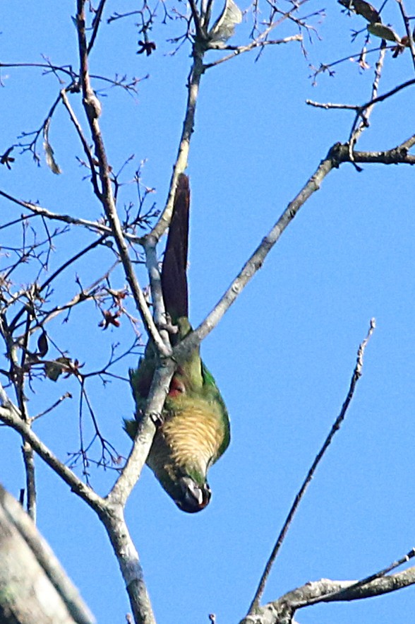 Maroon-bellied Parakeet - Leith Woodall