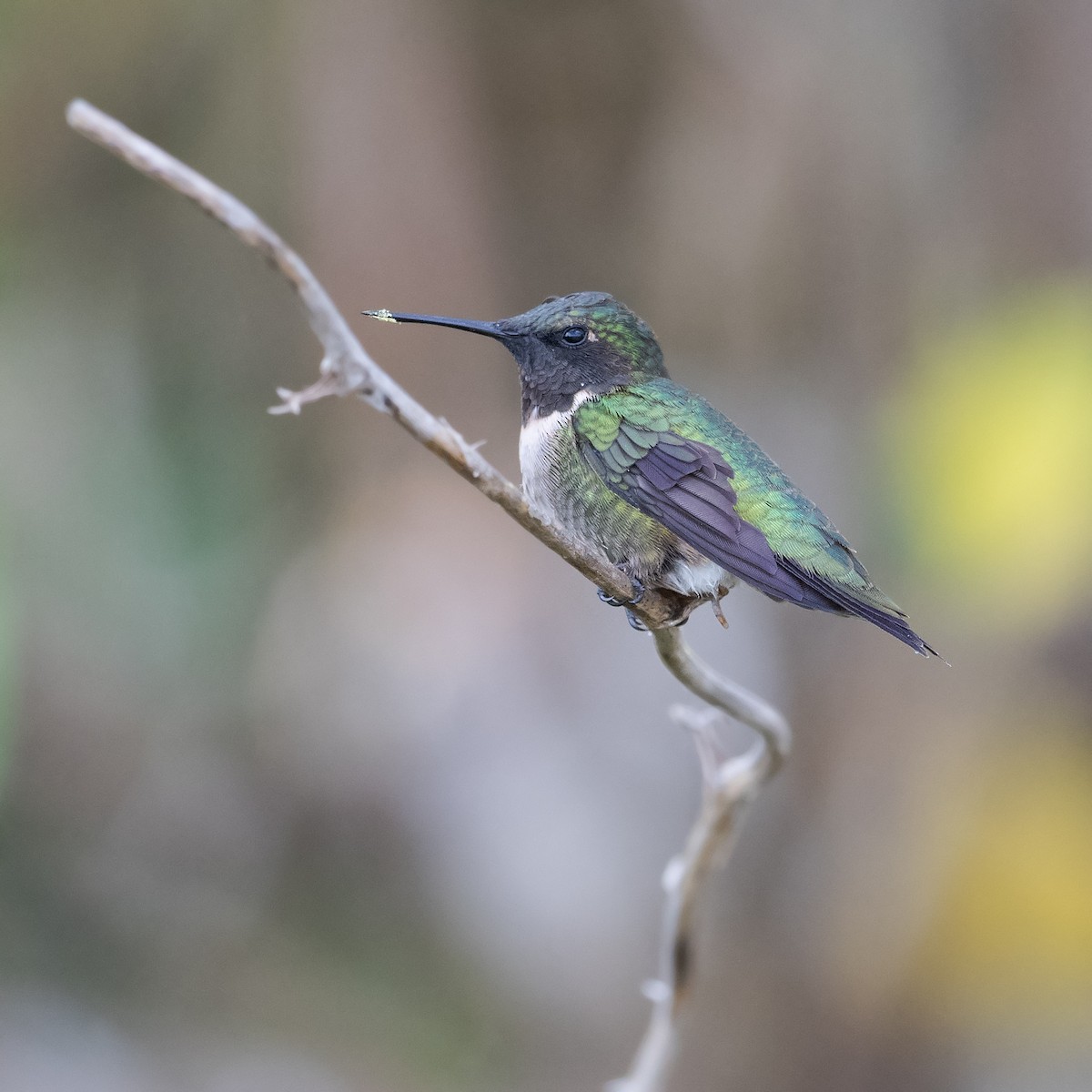Ruby-throated Hummingbird - Peter Brannon