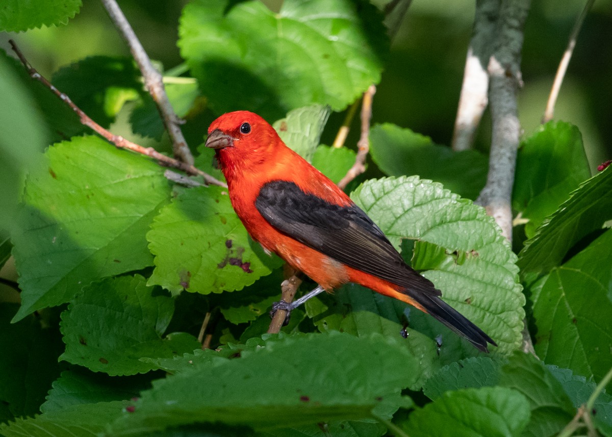 Scarlet Tanager - Peter Brannon