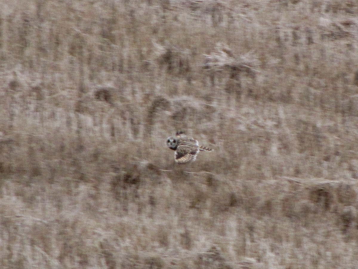 Short-eared Owl - Suzanne Maillé COHL