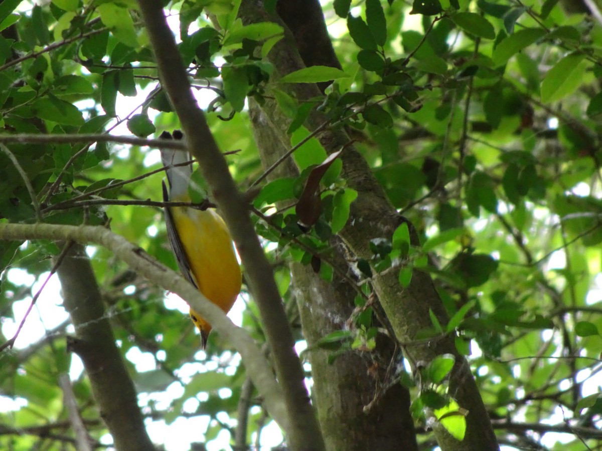 Prothonotary Warbler - Farokh Jamalyaria