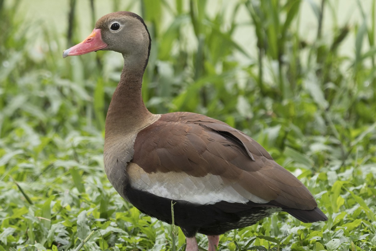 Black-bellied Whistling-Duck - Diego Gaona