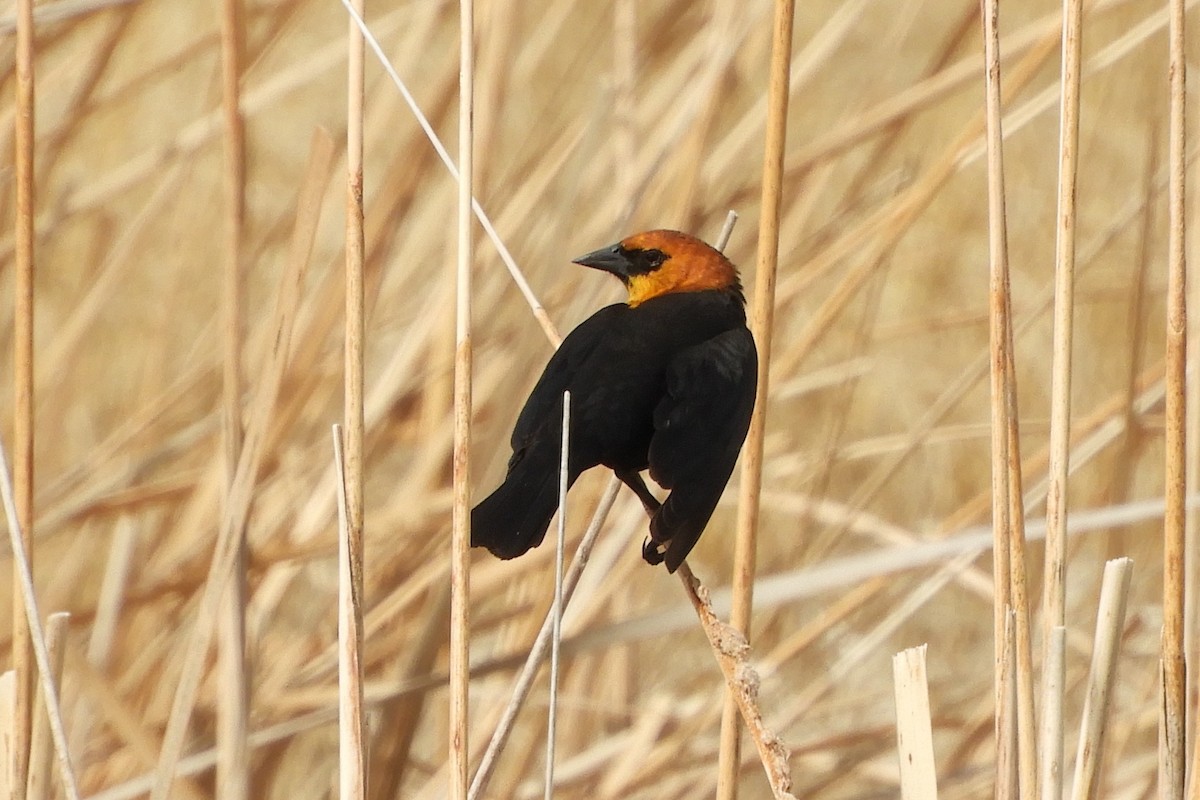 Yellow-headed Blackbird - ML97415961