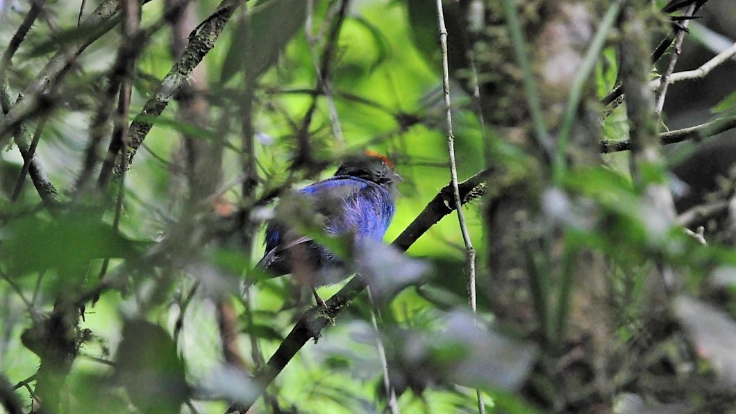 Swallow-tailed Manakin - Edvaldo R. Nuvolari
