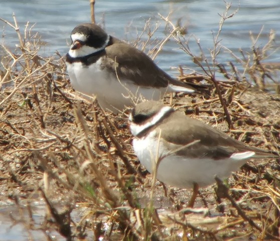 Semipalmated Plover - ML97419791