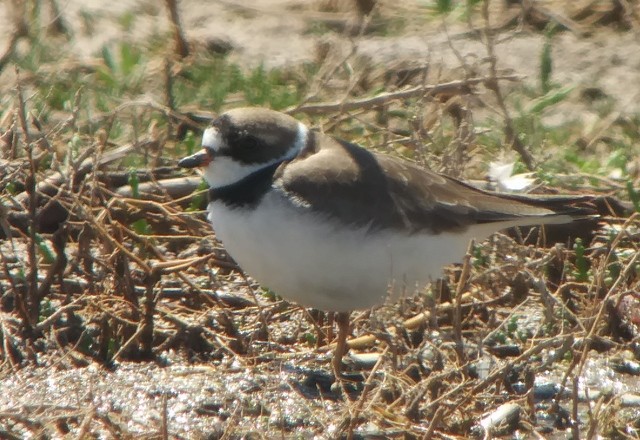 Semipalmated Plover - ML97420121