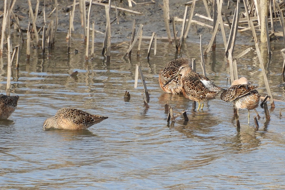Long-billed Dowitcher - ML97420381