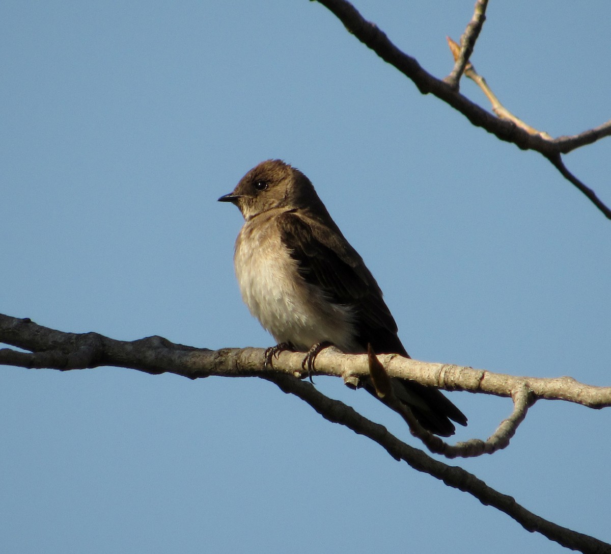 Northern Rough-winged Swallow - ML97420411
